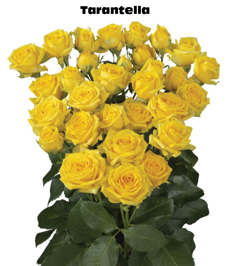 Tarantella, a yellow spray rose grown at Roseto Farm
