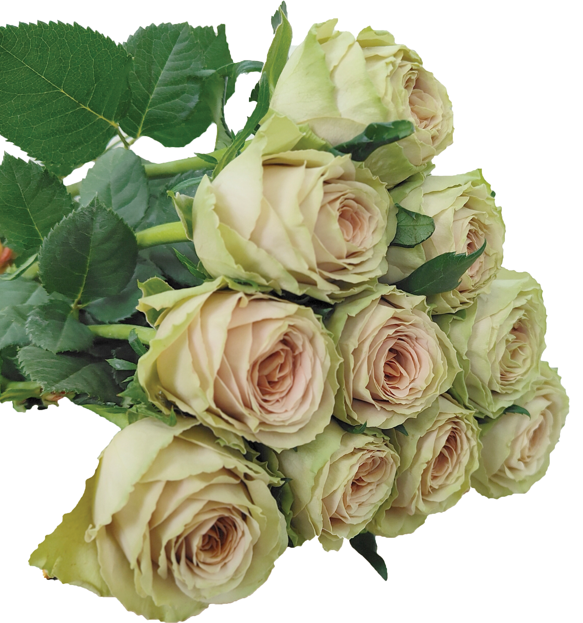 Teddy, a blush pink standard rose