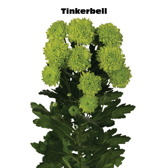 Tinkerbell, a chartreuse chrysanthemum rose grown at Florenza Farm
