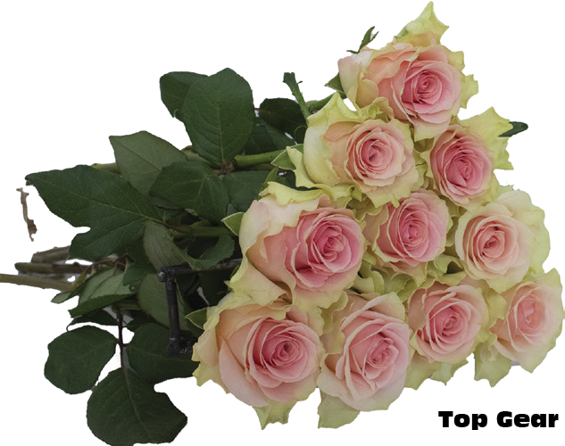 Top Gear, a pink standard rose