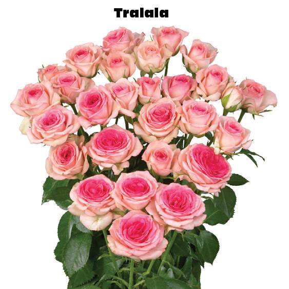 Tralala, a salmon pink spray rose grown at Roseto Farm
