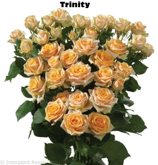Trinity, a orange spray rose