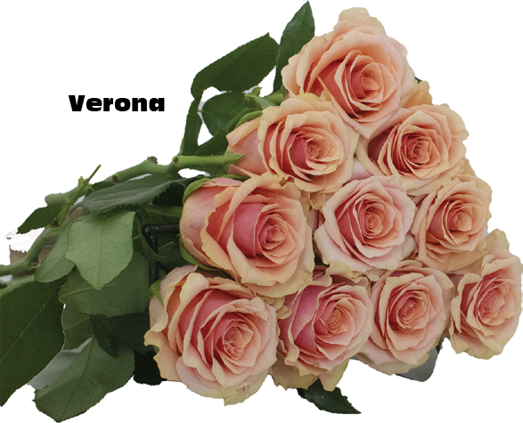 Verona, a peach standard rose