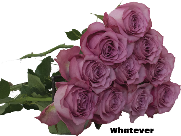 Whatever, a lavender purple standard rose grown at Roseto Farm