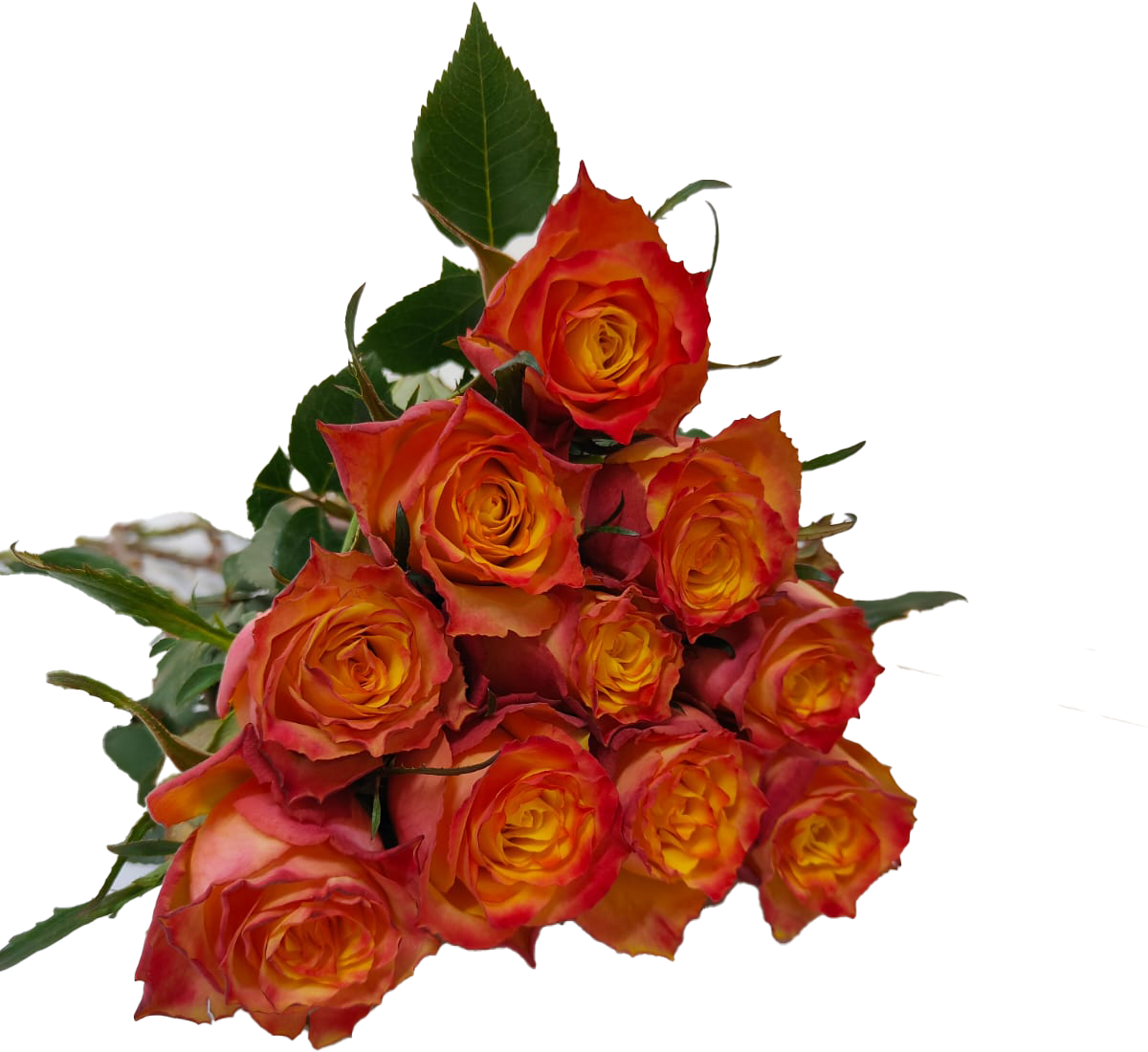 Wild Fox, a orange red standard rose grown at Sierra Flora