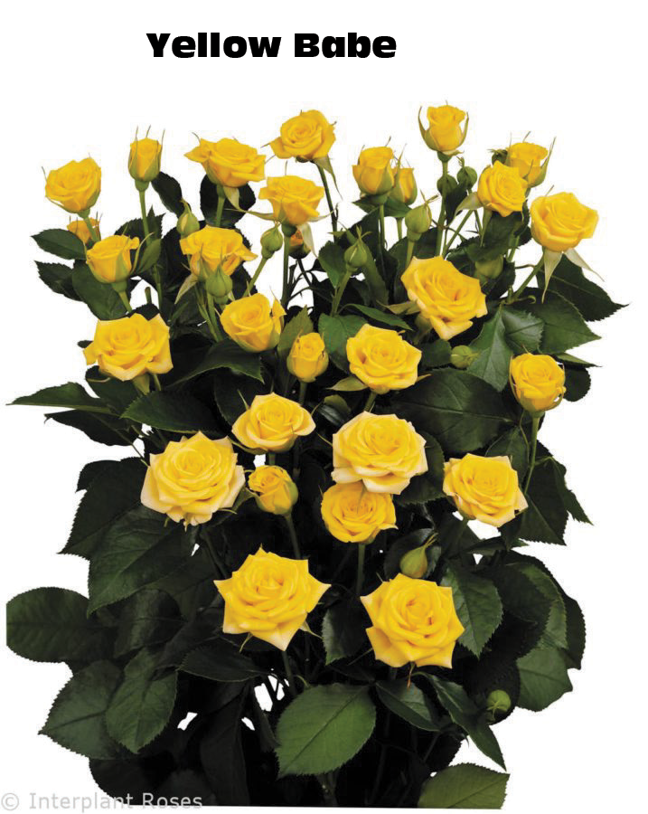 Yellow Babe, a yellow spray rose