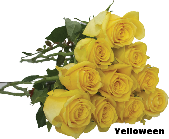 Yelloween, a yellow standard rose